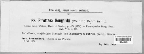Pseudopeziza bongardii image